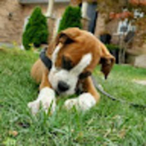 Meet your Posher, Daniel